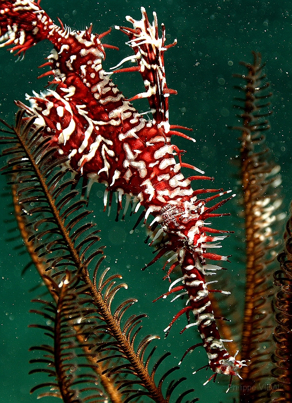 Sipadan_2015_Poisson fantome arlequin_Solenostomus paradoxus_IMG_2871_rc.jpg